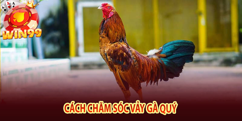 Cách chăm sóc vảy gà quý