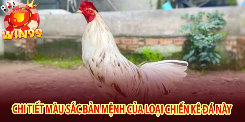 Chi tiết màu sắc bản mệnh của loại chiến kê đá này