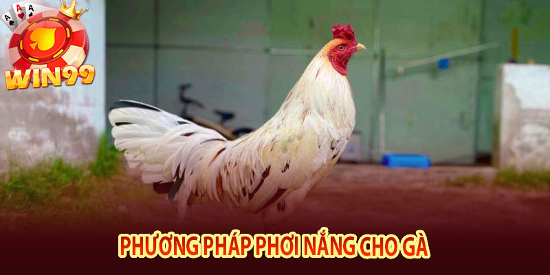 Phương pháp phơi nắng cho gà