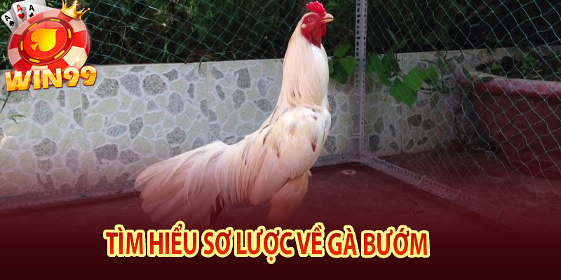 Tìm hiểu sơ lược về gà bướm